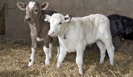 Calf rearing excellence: expert advice on health and productivity